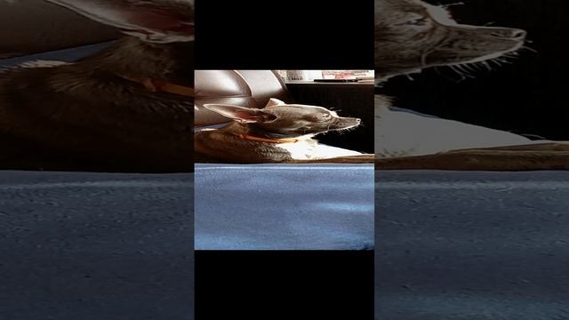 Чихуашка Туся поет