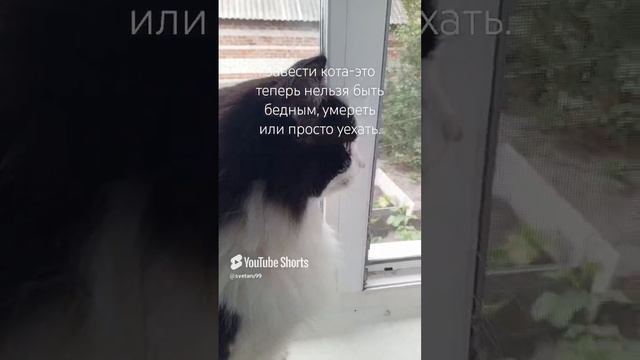 Кот мотиватор