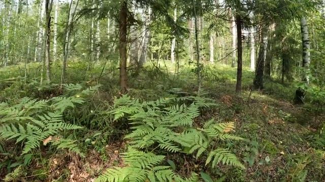 Прогулки за грибами | Опять случайно попал в березнячок.