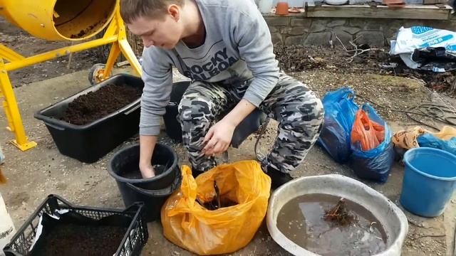 Закладка маточного корня малины для выращивания крапивки))