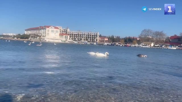 Севастопольцы семьями приходят в бухту Омега покормить лебедей