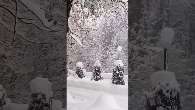 Рицинский реликтовый национальный парк