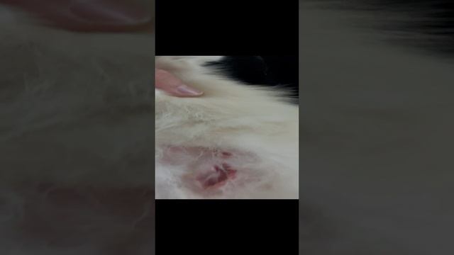 Кошка погрызла собаку. Жесть. Зашивали