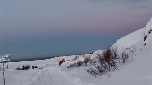 Экскурсия на снегоходах в Териберке