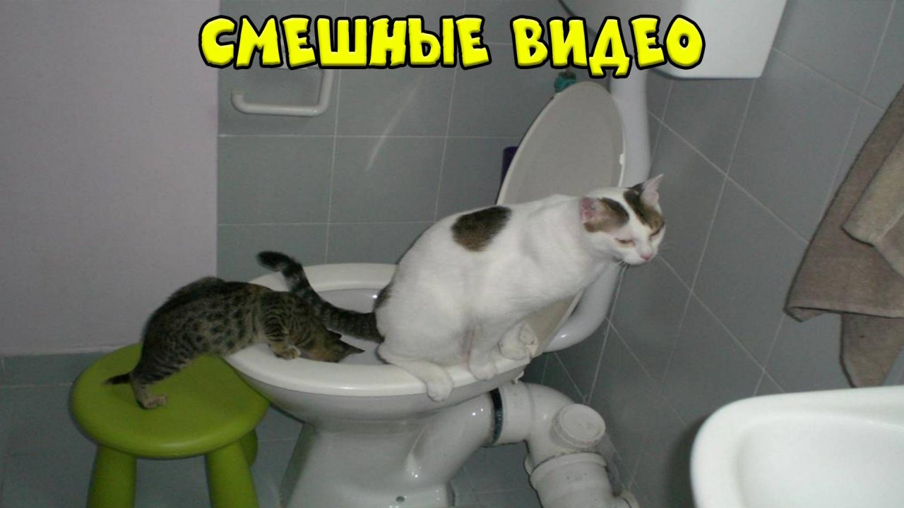 😺 Чей оболтус? 🐈 Видео смешных котов и котят для хорошего настроения! 😻