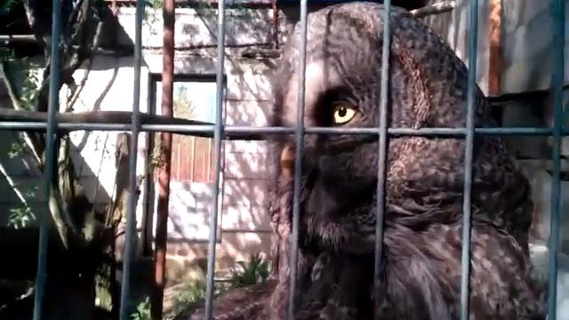 Две прикольные совы в зоопарке. Супер видео!