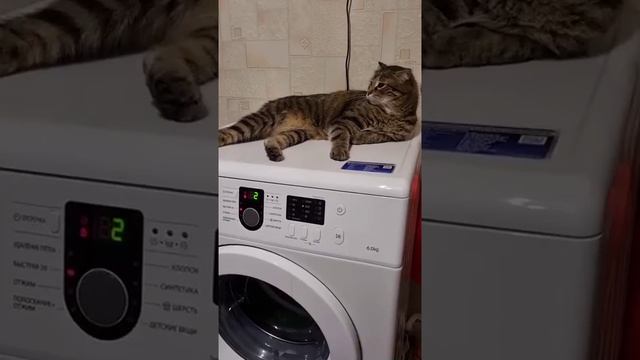 Мы в ВК https://vk.com/life_of_cats