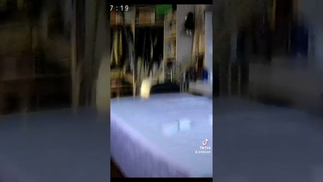 #cat #catsoftiktok #funnycats #funny #catlover #funnyanimals #kitty #cats #foryou #fyp #animalsoftik