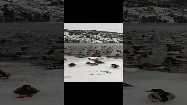 Дивногорск. Утки