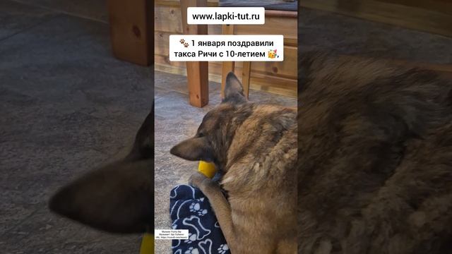 праздники продолжаются 🐾🌲❄️