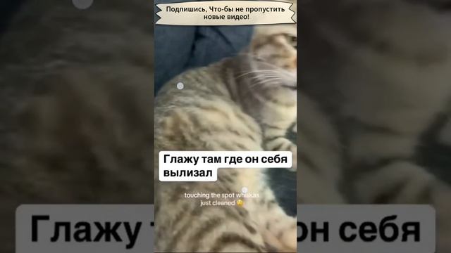 Кот разозлился