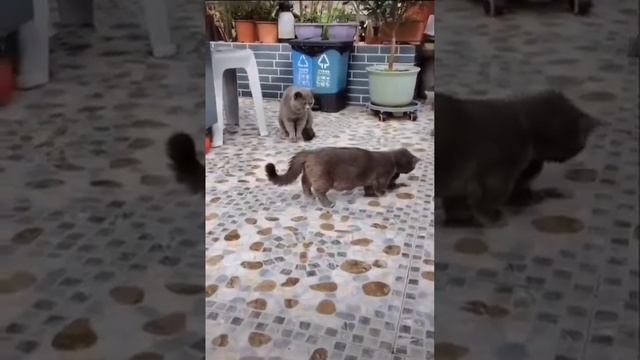 Притворилась статуеткой