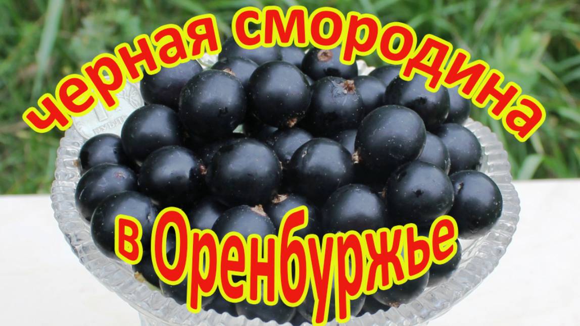 Черная смородина в Оренбуржье