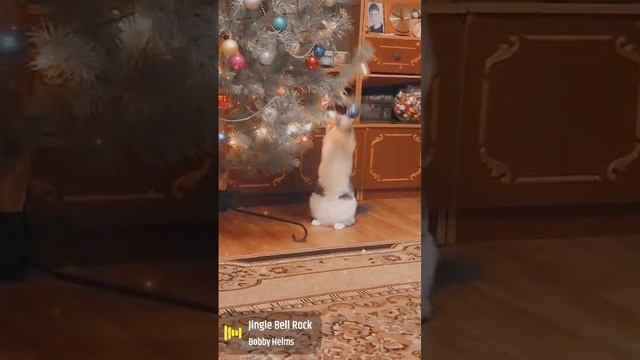 Милый котик ☺Новогодний помощник ☺👍🌲