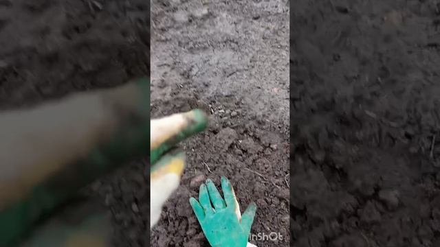 вот она,моя прелесть.