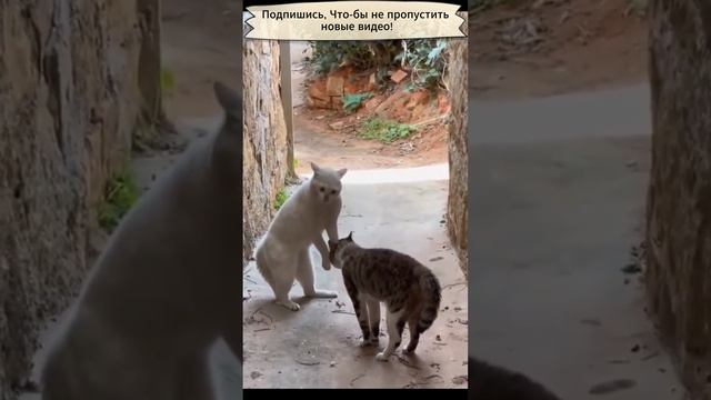 Кошачьи разборки