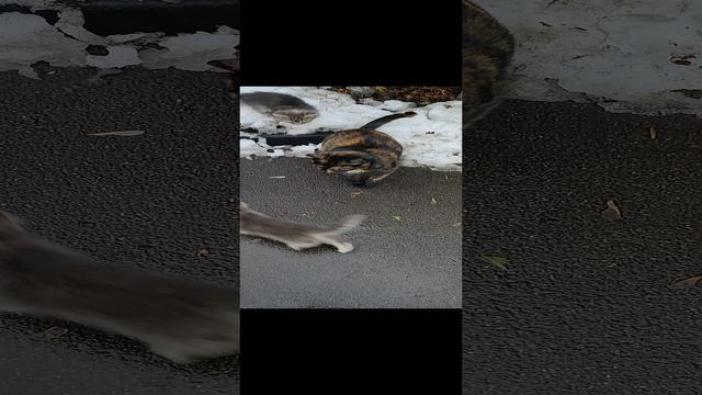 1000037806.mp4
