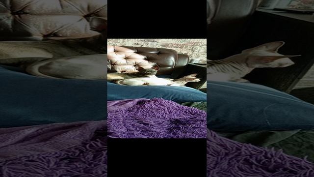 Котопес и солнечные ванны