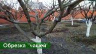 Обрезка яблонь до 3 метров