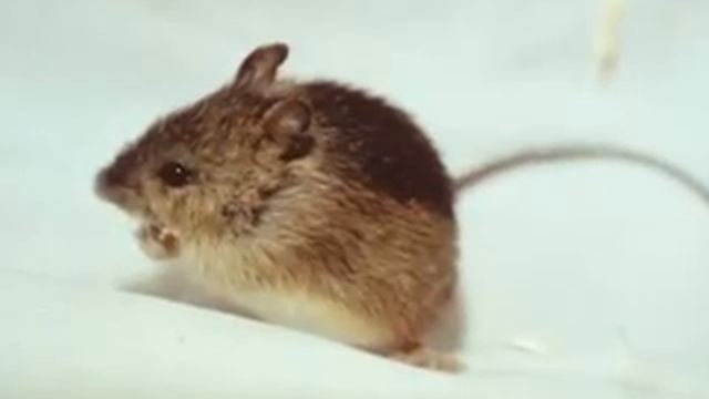 endangered mammals.