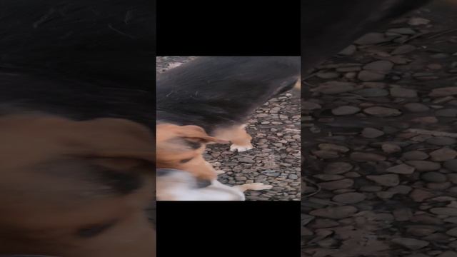 Привез хвостикам запасик вкусняшек на два-три дня. Ещё надо отдать долг 1400 рублей за продукты.