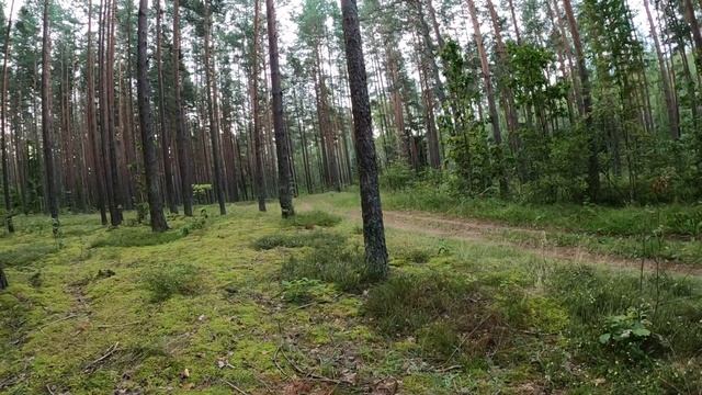 Первый в этом году гриб   цыганка (колпак кольчатый). Рекомендую, очень вкусный.