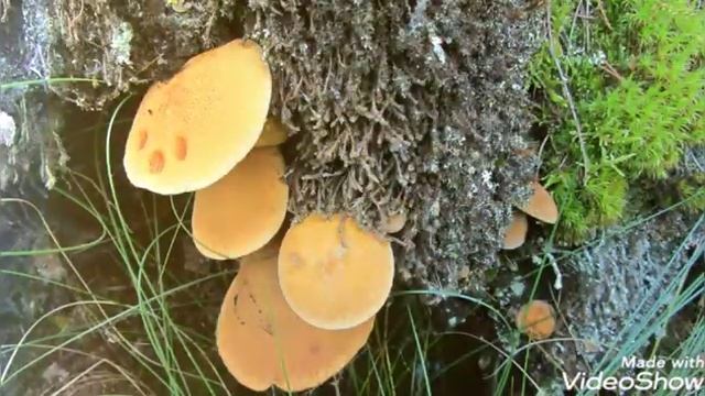За дарами леса на болота Толочинского района, Беларусь.Автор фото Виталий Андрейчук