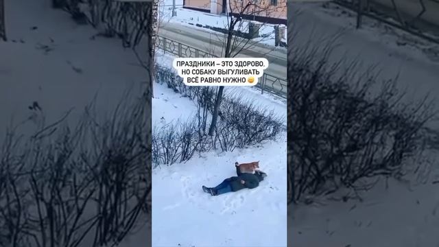 когда сил нет, но выгулить нужно