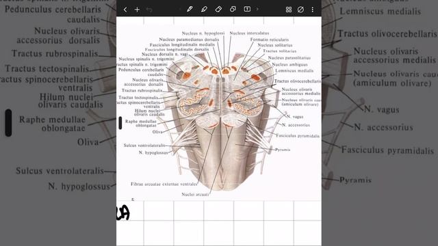 Анатомия продолговатого мозга