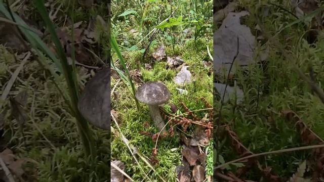 ПОДБЕРЕЗОВИК В ЛЕСУ