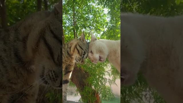 Мурку не трогай, она моя!
