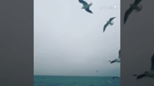 Море, чайки. ЗИМА 2018.