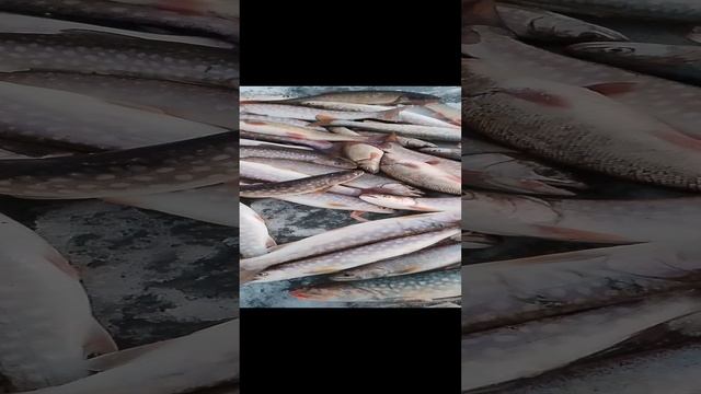 Сахалин рыбалка