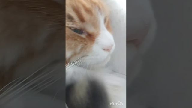 😽