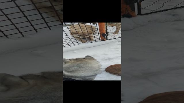 Рошель, Люся, Шери, Фенька