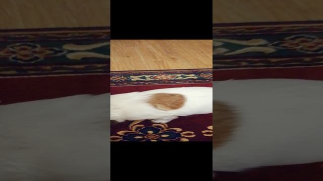 Собака Лола