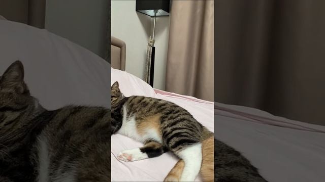 Лежать одному на козырном месте – стыдно!