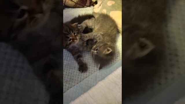 #котята_сибирские#
