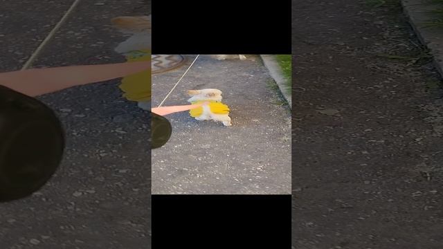 Первая прогулка Златы со старшим братом