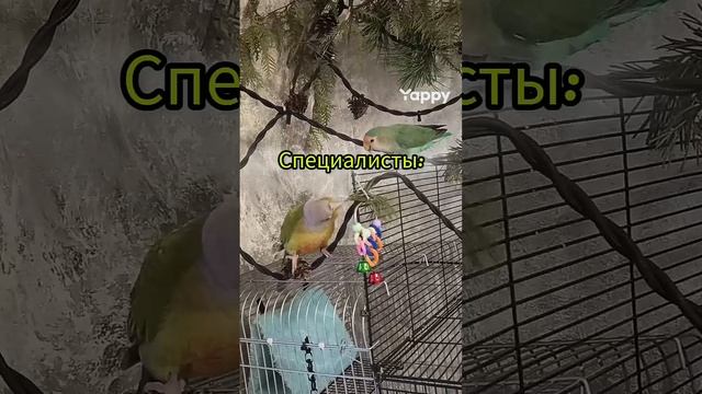 Кто рано встаёт 🦜🎉