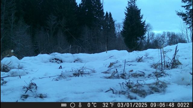 Косули на опушке