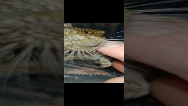ДЕГУ НАШИ ЛЮБИМЫЕ