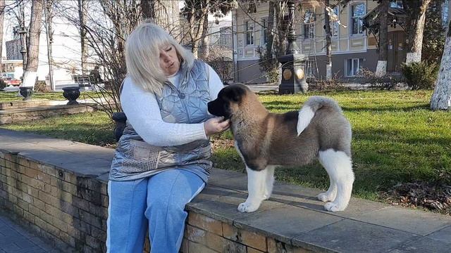 ПРАЙД ФАВОРИТЕ ПОМПЕЯ🔥🔥🔥ПРОДАЕТСЯ