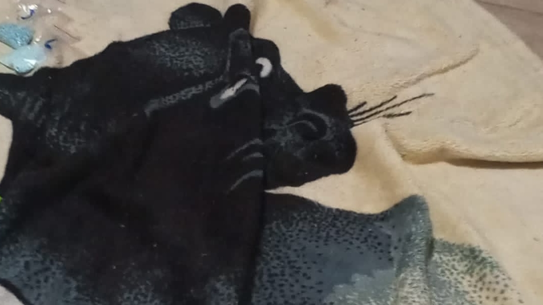 ррр