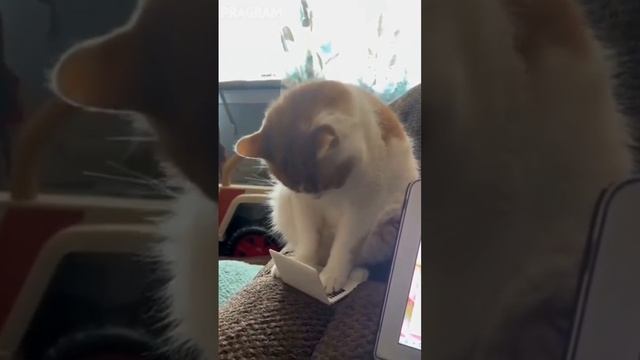 Кот программист