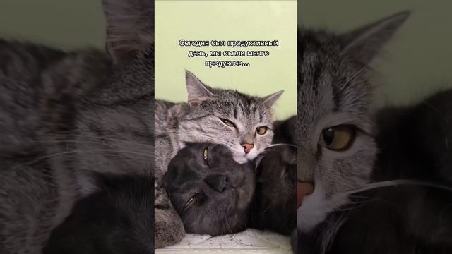 А у одного морда как будто он не только ел, но ещё и пил 🤣
