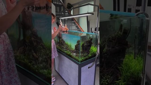 Какие проблемы у Вас были в аквариуме и как вы с ними справились ❓❤️ #aquarium #аквариум #fishtank