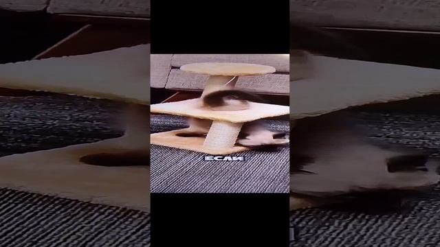 1000014426.mp4