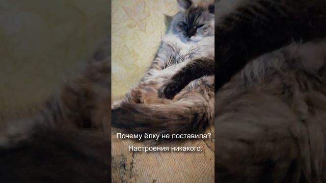 Vega_Aus_Blumeland_NY. Невская маскарадная кошка с характером.