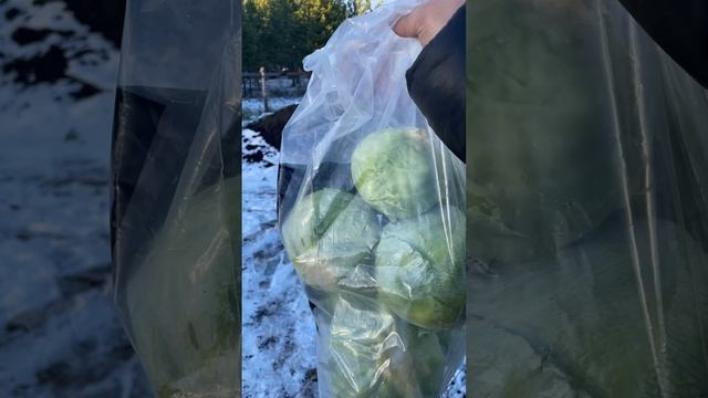 Столько капусты больше сажать не буду , весной буду повторять, всё в меру , остановись.